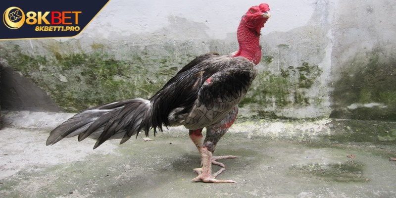 Cách chọn gà đá hay cho anh em qua thuật xem tướng 3 Kiểm tra sức khỏe của gà đá là rất quan trọng khi nuôi hoặc tham gia thi đấu
