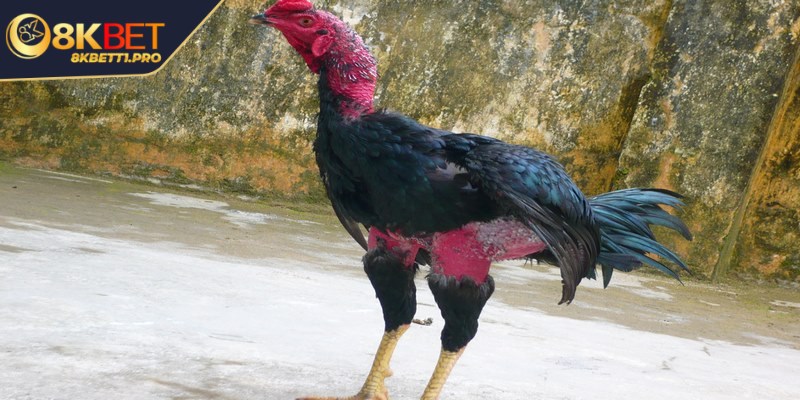 Cách chọn gà đá hay cho anh em qua thuật xem tướng 1 Cách chọn gà đá chuẩn mang lại nhiều lợi ích cho anh em sư kê