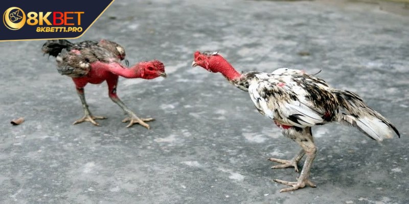 Cách chọn gà đá hay cho anh em qua thuật xem tướng 2 Chọn gà đá cần quan tâm đến nhiều yếu tố ngoại hình