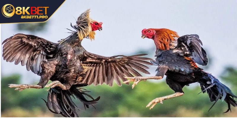 Đá gà 12 con giáp - Bí kíp chọn chiến kê chính xác cho bạn 1 Đá gà 12 con giáp là một hình thức giải trí khá thú vị và cuốn hút