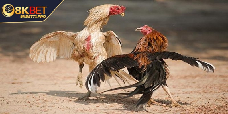 Đá gà cựa tròn - Luật thi đấu và những lưu ý quan trọng 3 Nghiên cứu bảng thành tích chiến kê trước khi bạn đưa ra quyết định đặt cược