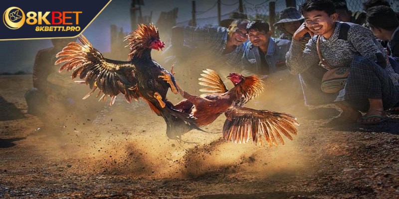 Đá gà cựa tròn - Luật thi đấu và những lưu ý quan trọng 1 Đá gà cựa tròn là loại trò chơi được rất nhiều người quan tâm