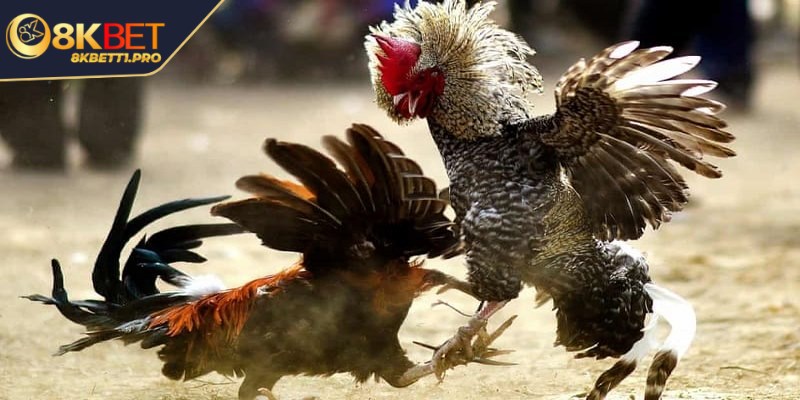 Tường thuật đá gà - Niềm đam mê của nhiều anh em bet thủ 1 Tường thuật đá gà là hình thức trực tiếp lại các trận đấu chọi kê
