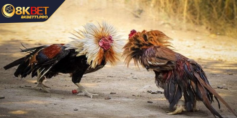 Tường thuật đá gà - Niềm đam mê của nhiều anh em bet thủ 2 Để tường thuật chọi gà bạn cần hiểu rõ về các kiến thức cơ bản